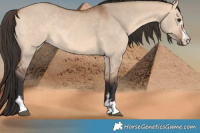Horse Color:Bay Dun
