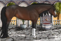 Horse Color:Gray Bay 