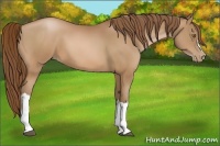 Horse Color:Bay Pearl