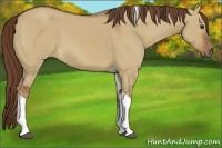 Horse Color:Red Dun Tobiano 