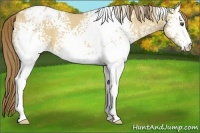 Horse Color:White Spotted Buckskin Dun Varnish