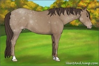 Horse Color:Classic Champagne 
