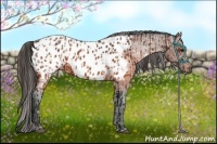 Horse Color:Brown Appaloosa  and Brown Appaloosa 