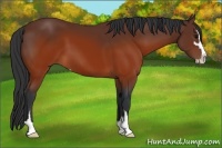 Horse Color:Brown Sabino 