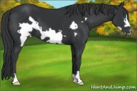 Horse Color:Black Frame 