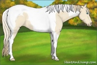 Horse Color:Perlino Tobiano 