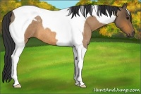Horse Color:Buckskin Roan Tobiano 