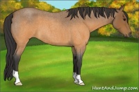 Horse Color:Buckskin Roan 