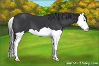 Horse Color:Black Splash