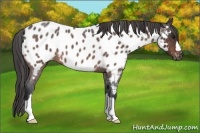 Horse Color:Brown Roan Appaloosa 