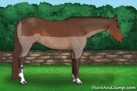 Horse Color:Liver Chestnut Sabino