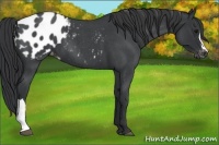 Horse Color:Blue Roan Appaloosa 