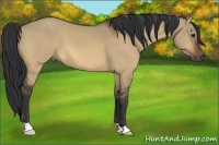 Horse Color:Bay Dun