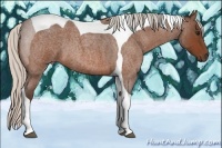 Horse Color:Silver Bay Roan Tobiano