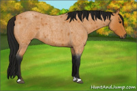 Horse Color:Gray Buckskin Roan 