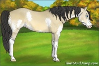 Horse Color:Buckskin Dun Splash