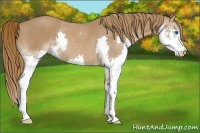 Horse Color:Chestnut Splash 