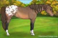 Horse Color:Buckskin Appaloosa