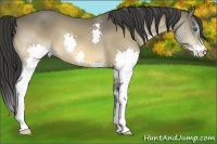 Horse Color:Buckskin Splash 