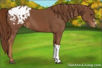 Horse Color:Chestnut Appaloosa