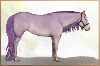 Horse Color:Watercolor Liver Red Dun Sabino Rabicano
