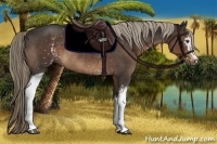 Horse Color:White Spotted Liver Chestnut Rabicano