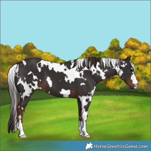 Horse Color:White Spotted Liver Chestnut 