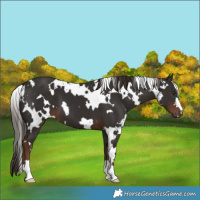 Horse Color:White Spotted Liver Chestnut 