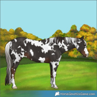 Horse Color:White Spotted Liver Chestnut 