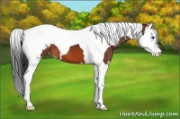 Horse Color:Bay Splash Tobiano Appaloosa