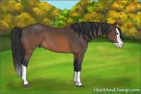Horse Color:Brown Splash