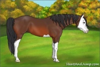 Horse Color:Bay Splash 