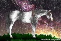 Horse Color:White Spotted Black Splash Rabicano