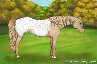 Horse Color:Red Dun Roan Appaloosa