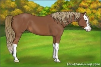 Horse Color:Chestnut Splash 