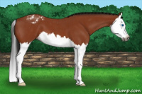 Horse Color:Gray Bay Roan Splash Appaloosa 