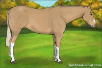 Horse Color:Palomino 