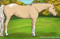 Horse Color:Palomino Appaloosa