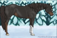 Horse Color:Liver Chestnut 