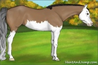 Horse Color:Bay Dun Splash 