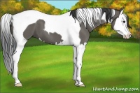 Horse Color:Grullo Splash Tobiano 