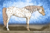Horse Color:Palomino Appaloosa 