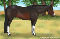 Horse Color:Gray Brown 