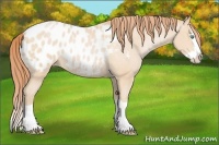 Horse Color:Buckskin Pearl Splash Appaloosa Rabicano 