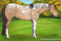 Horse Color:Amber Champagne Tobiano