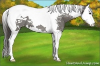 Horse Color:Grullo Splash Tobiano Appaloosa