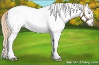 Horse Color:White Spotted Gold Champagne Splash Varnish 