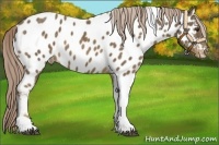 Horse Color:Chocolate Palomino Tobiano Appaloosa