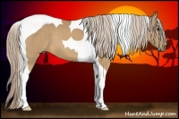 Horse Color:Palomino Tobiano 