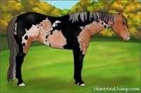 Horse Color:Bay Tobiano Varnish 